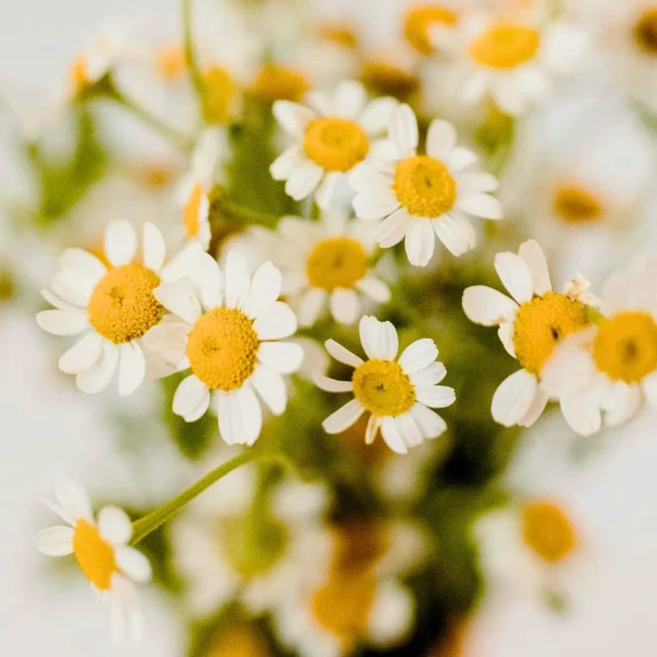 aide-organiation-familiale-2